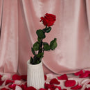 Stabilisierte rote Rose