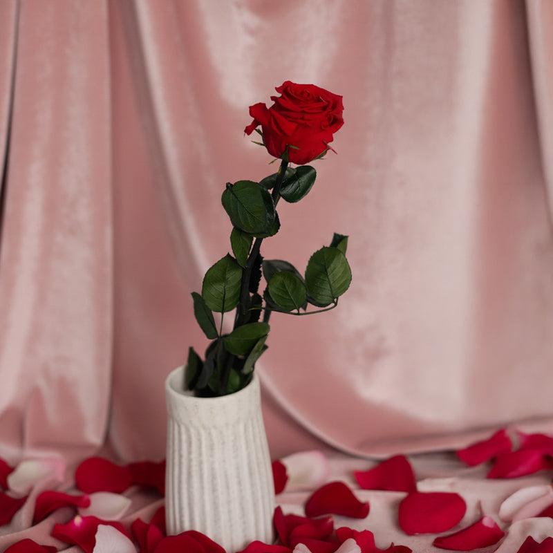 Stabilisierte rote Rose