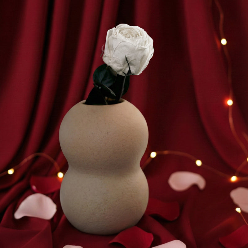 Stabilisiertes weißes englisches Rosa