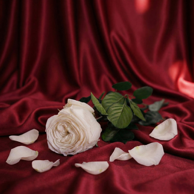 Stabilisiertes weißes englisches Rosa