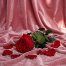 Stabilisiertes rotes Englisch Pink