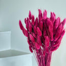 Botte fleurs séchées Lagurus Bordeaux