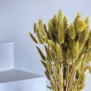 Botte fleurs séchées Lagurus Vert olive