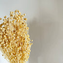 Botte fleurs séchées Lin Blanc