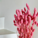 Botte fleurs séchées Phalaris Lilas