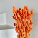 Botte fleurs séchées Phalaris Pêche