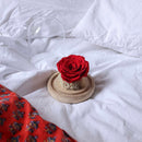 rose-sous-cloche