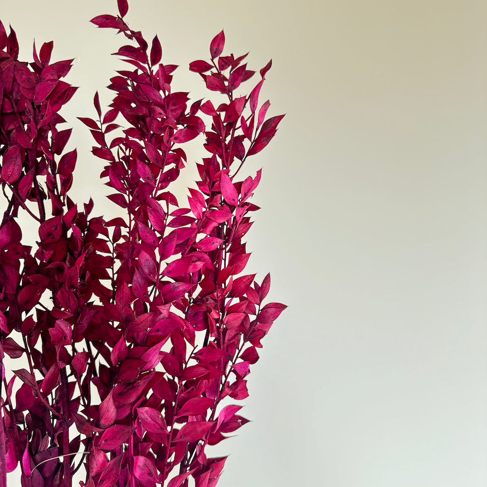 Botte fleurs stabilisées Ruscus Magenta