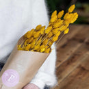 phalaris-seches-flowrette.