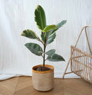 ficus-el-tineke-cache-pot-17cm-raphia-maho