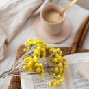 immortelle-jaune-corse